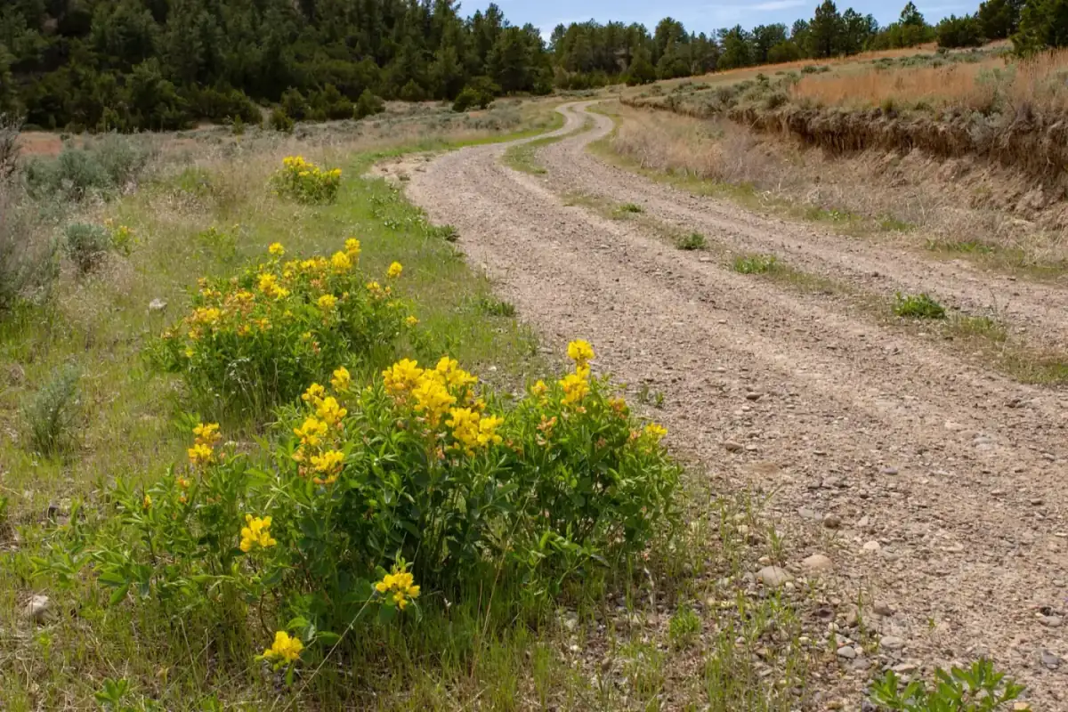 Oil and gas in Montana: a gravel road and yellow wildflowers in the Terry Badlands of eastern Montana
